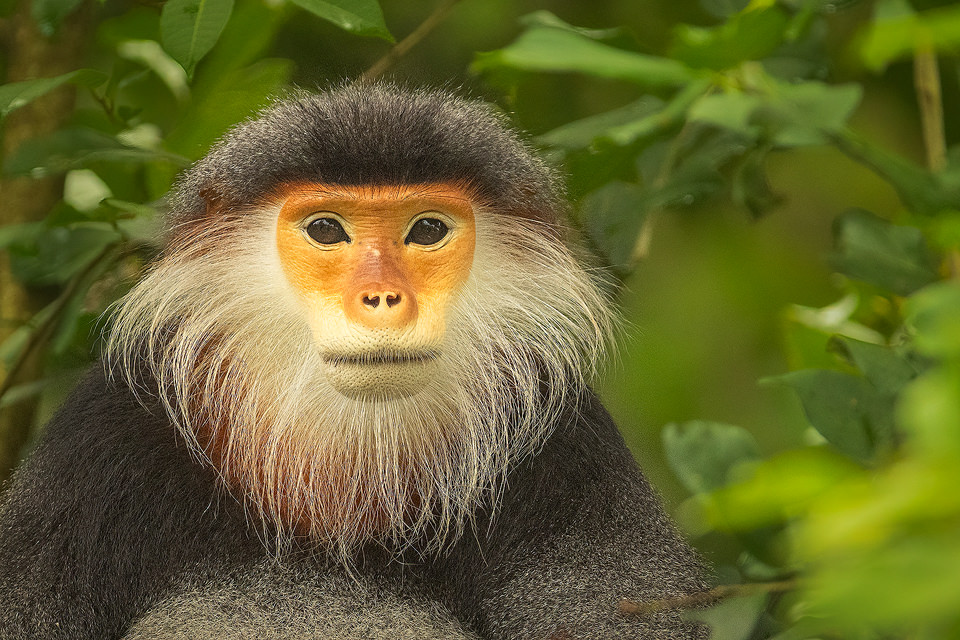 Male Red-shanked douc portrait. Portrait of an alpha male red shanked douc. Son Tra, Vietnam.