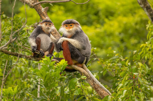 Red-shanked douc mother and baby. A mother and baby red-shanked douc in dense rainforest habitat. Son Tra, Vietnam.