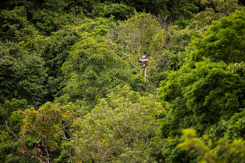 Red-shanked douc habitat. A big male red-shanked douc surveys his rainforest kingdom from the treetops. Son Tra, Vietnam.