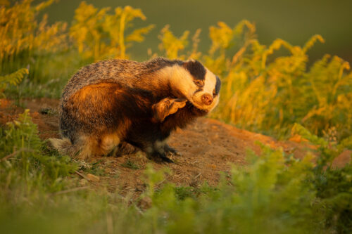 scratching male badger. A large male badger scratching in warm evening sunshine. It's always such a privilege to have experiences like this with such an elusive mammal. Despite having photographed them for many years now, I still enjoy each and every session. Derbyshire, Peak District National Park.