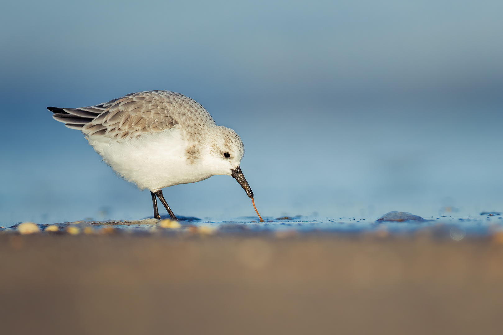 Sanderling with prey. A sanderling pulling a marine worm from the sand as the tide retreats. Lincolnshire, UK. Whilst photographing grey seals over the winter months I always spend some time on the mud flats and shoreline photographing waders. By lying completely still and flat on the sand the birds eventually get used to me and hunt for grubs just a few metres away. 