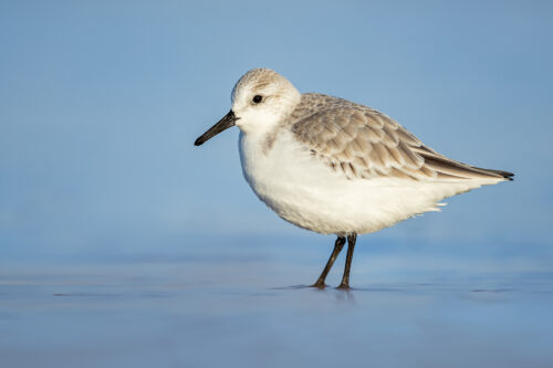 Sanderling portrait. A sanderling wades through the calm blue water in a tidal pool. Lincolnshire, UK.